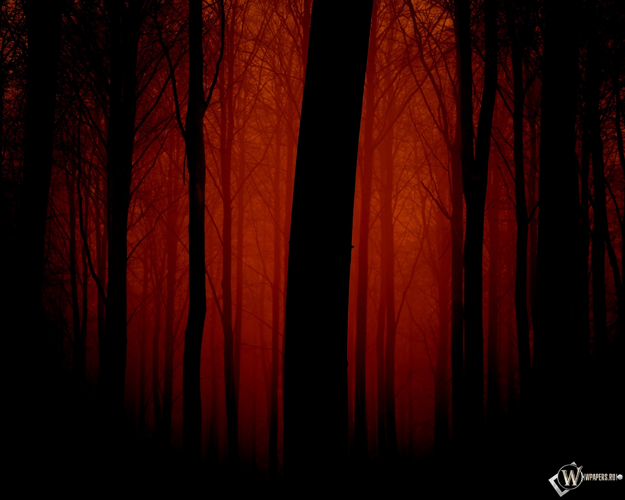 Мрачный лес 2048x1638
