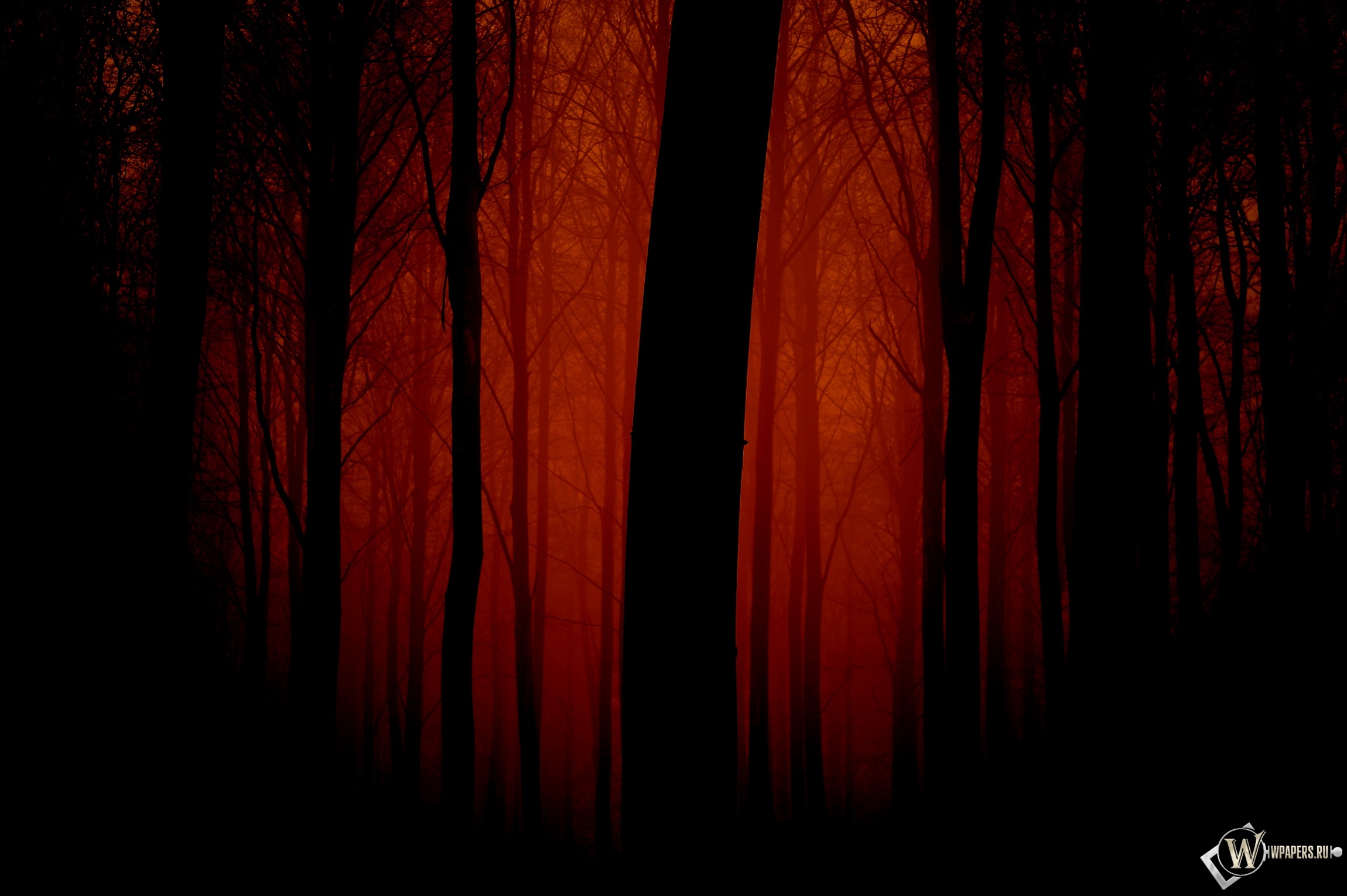 Мрачный лес 2300x1530