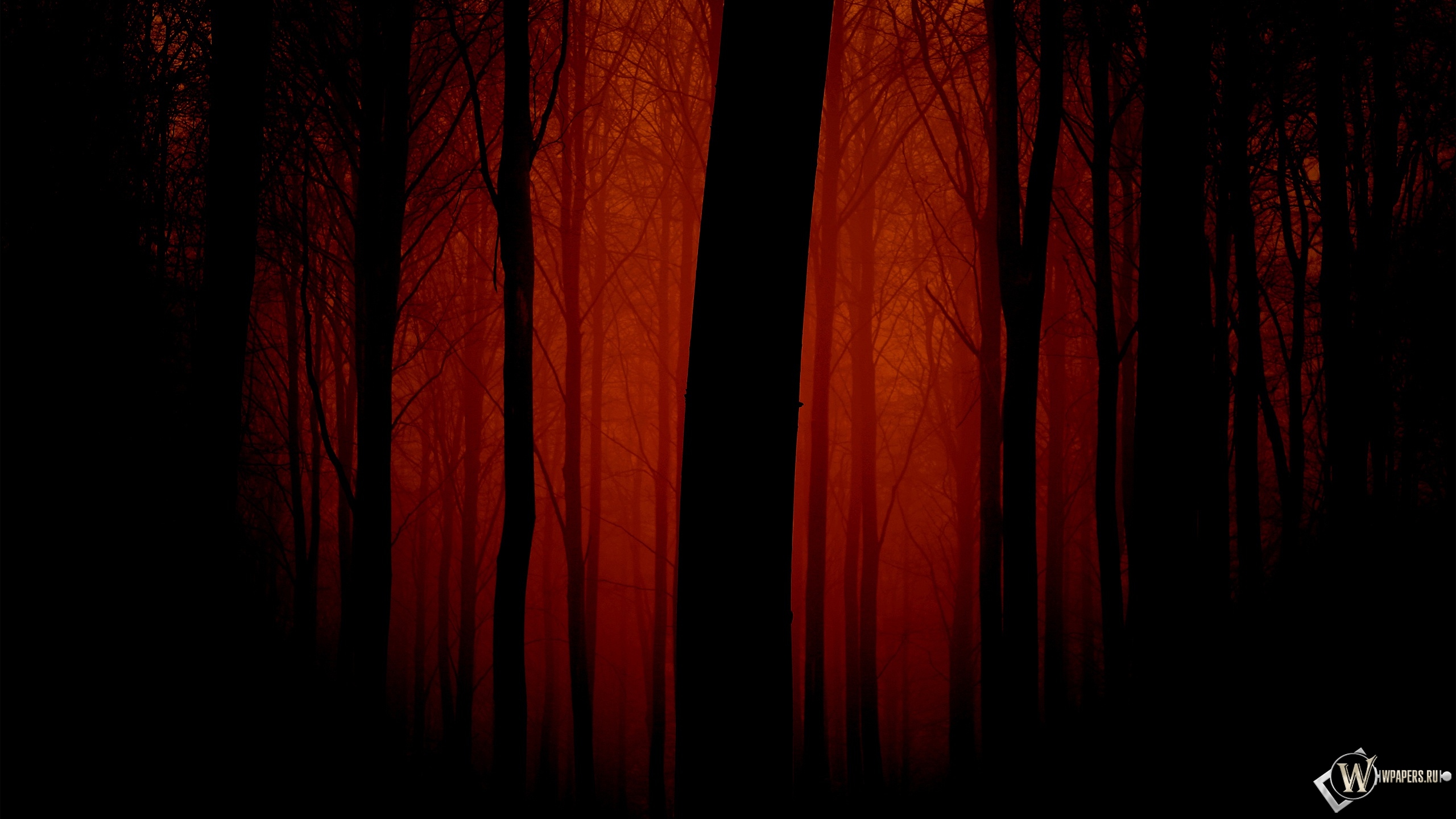 Мрачный лес 2560x1440