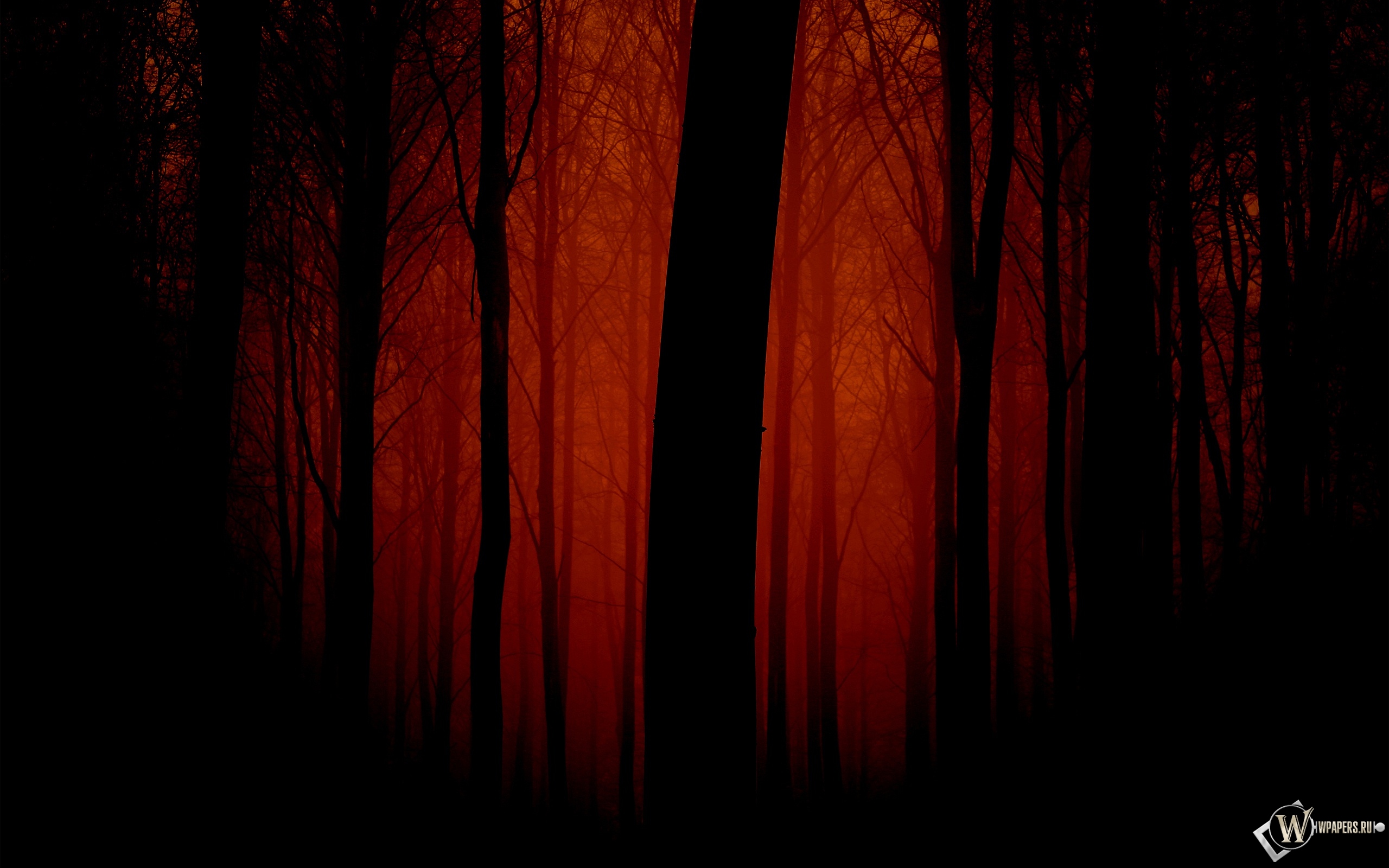 Мрачный лес 2560x1600