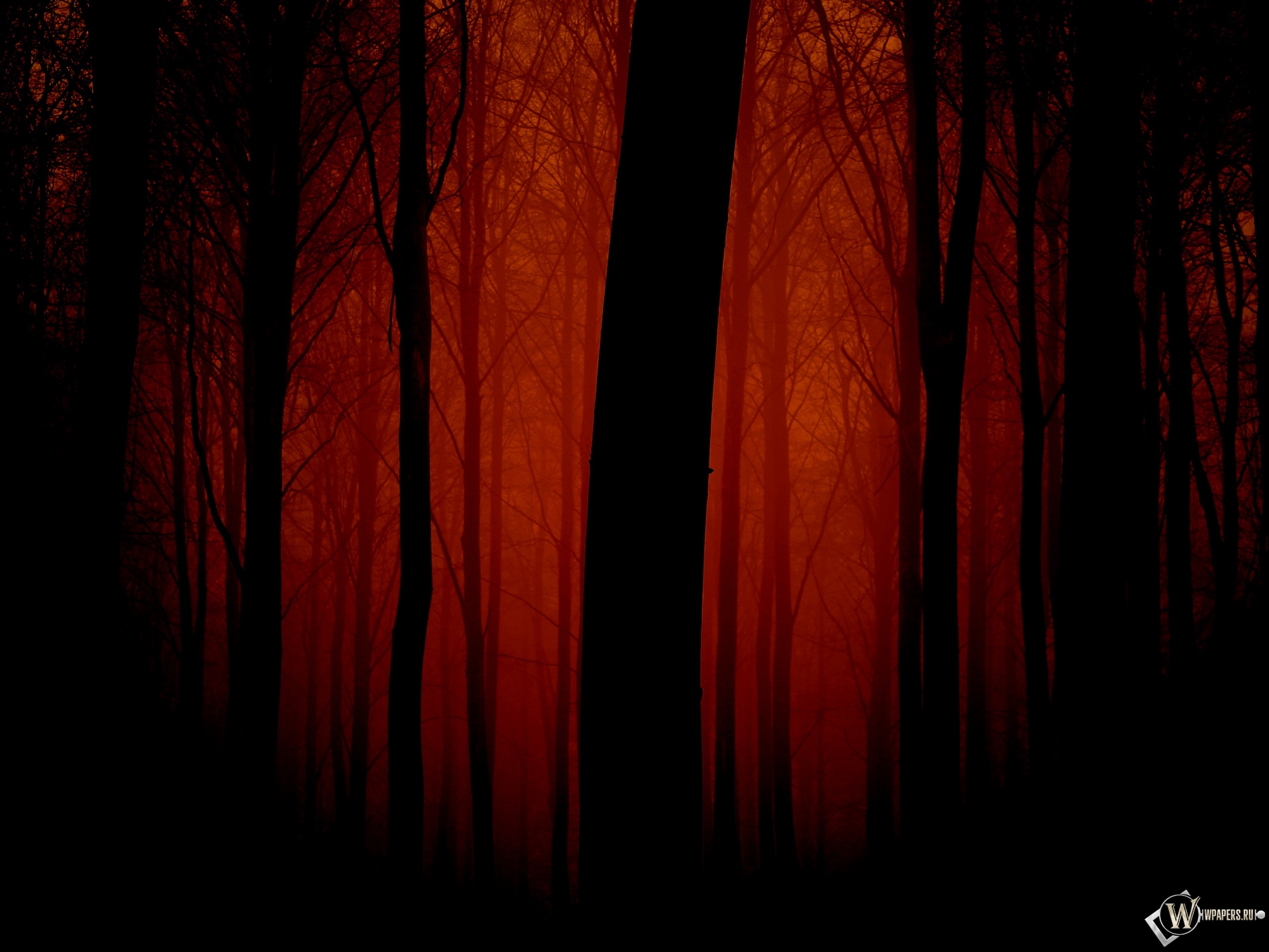 Мрачный лес 2560x1920