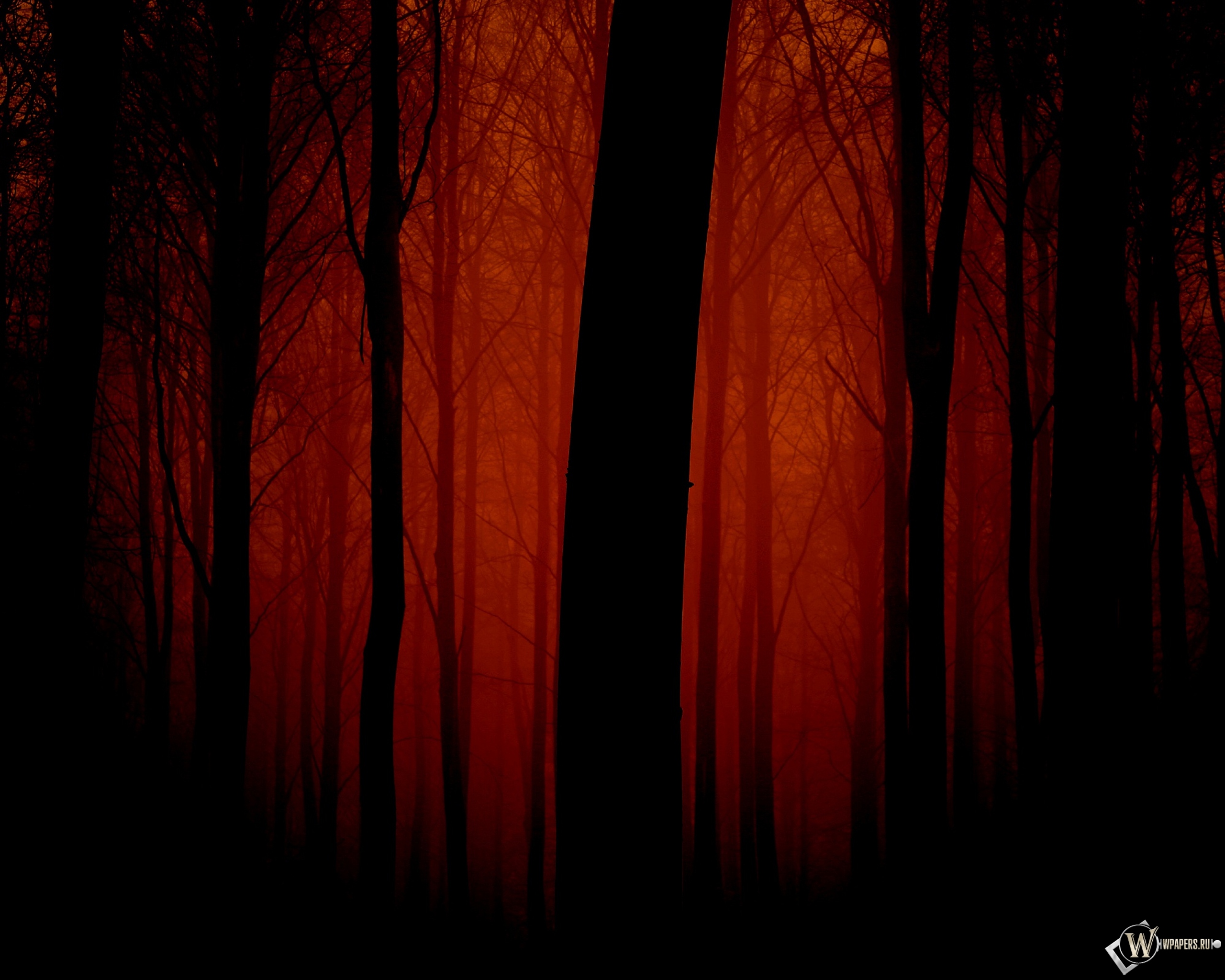 Мрачный лес 2560x2048