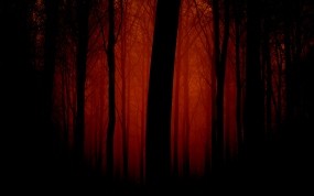 Обои Мрачный лес: Лес, Деревья, Мрак, Вечер, Деревья