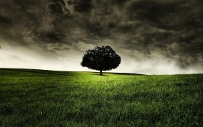 Обои Одинокое дерево: Дерево, Трава, Одиночество, Деревья