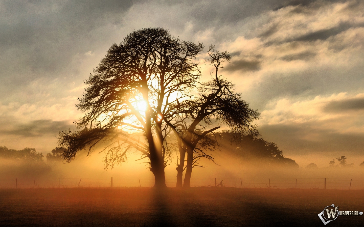 Солнце за деревом 1440x900