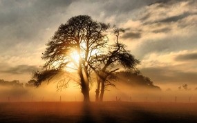 Обои Солнце за деревом: Свет, Солнце, Дерево, Лучи, Деревья
