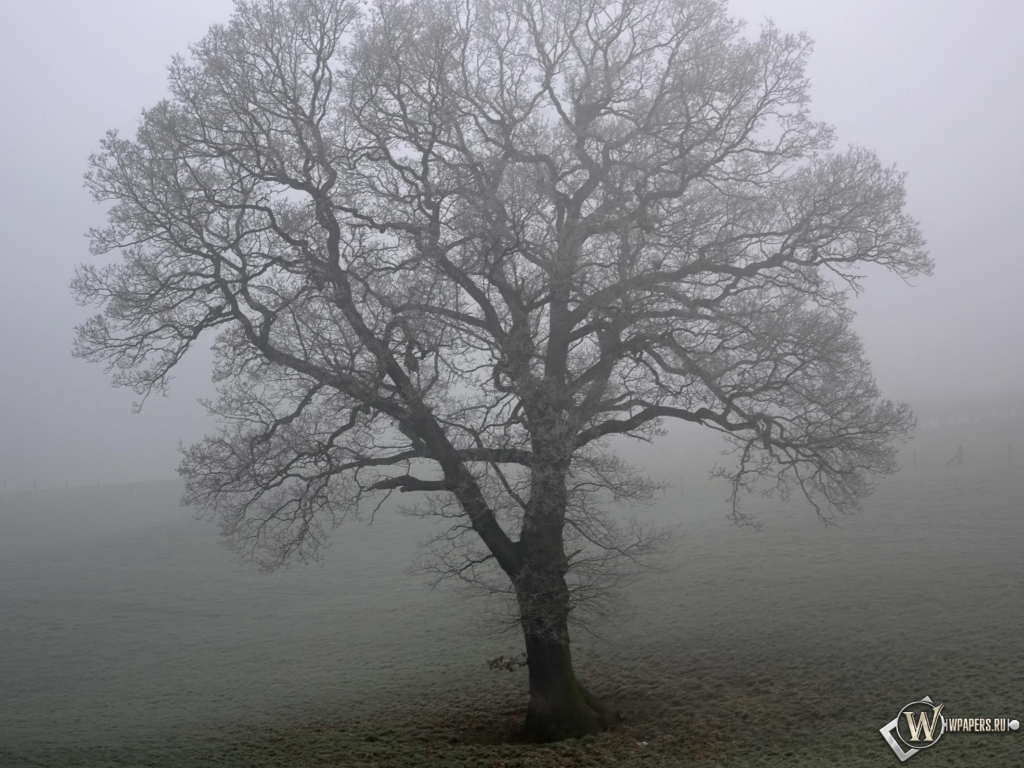 Дерево в тумане 1024x768