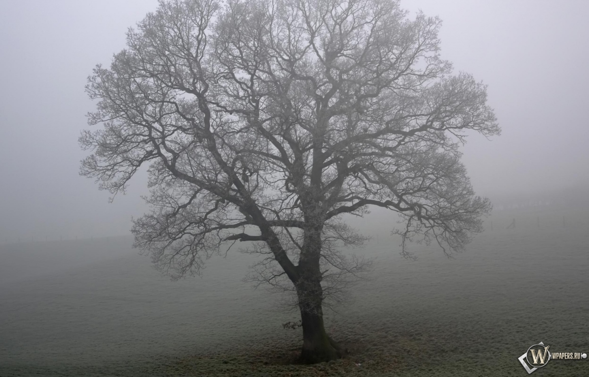 Дерево в тумане 1200x768