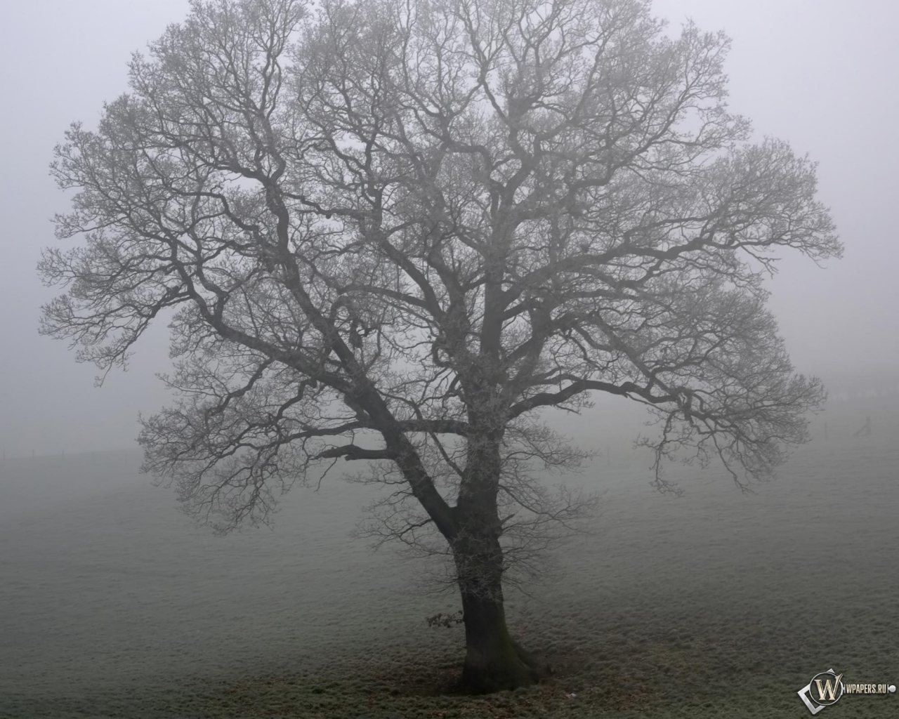 Дерево в тумане 1280x1024