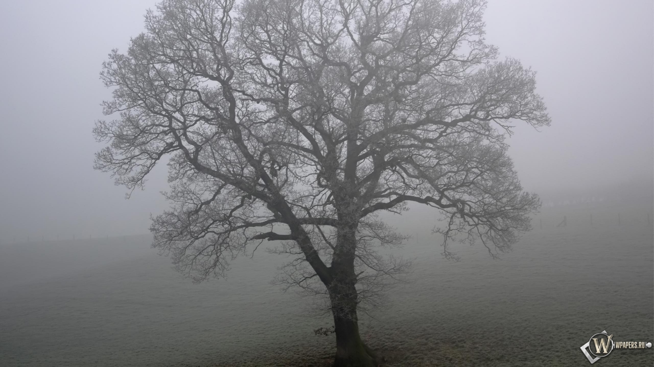 Дерево в тумане 1280x720