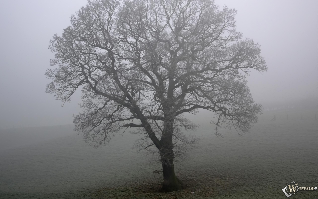 Дерево в тумане 1280x800