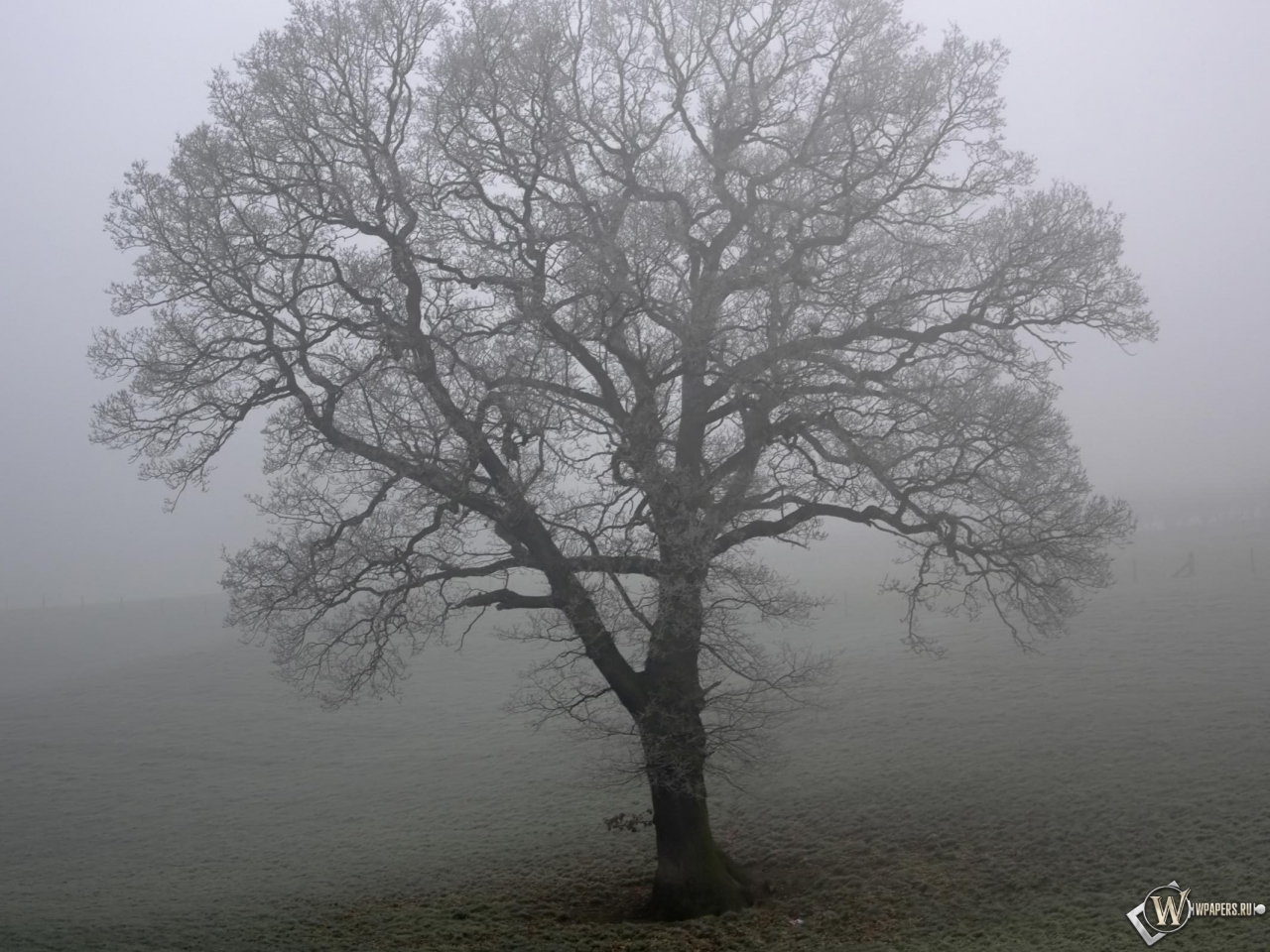 Дерево в тумане 1280x960