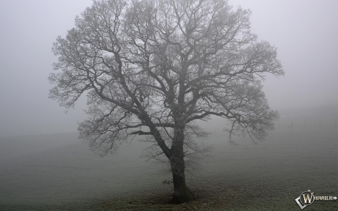 Дерево в тумане 1440x900
