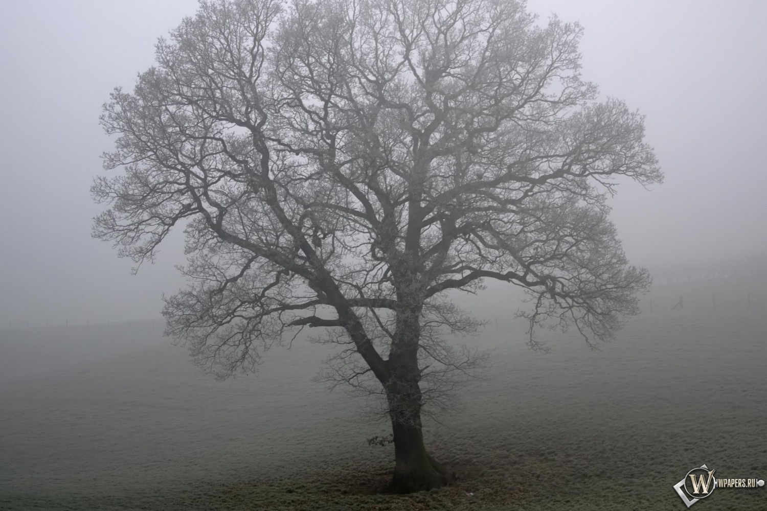 Дерево в тумане 1500x1000