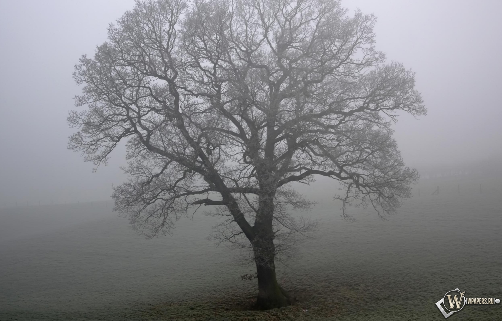 Дерево в тумане 1600x1024