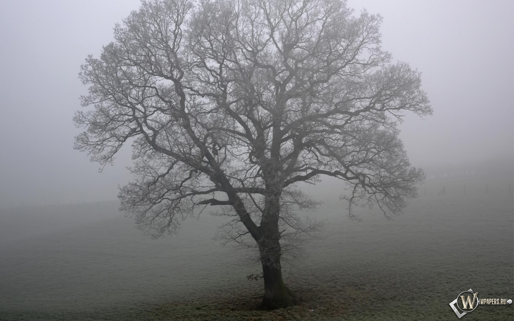 Дерево в тумане 1680x1050