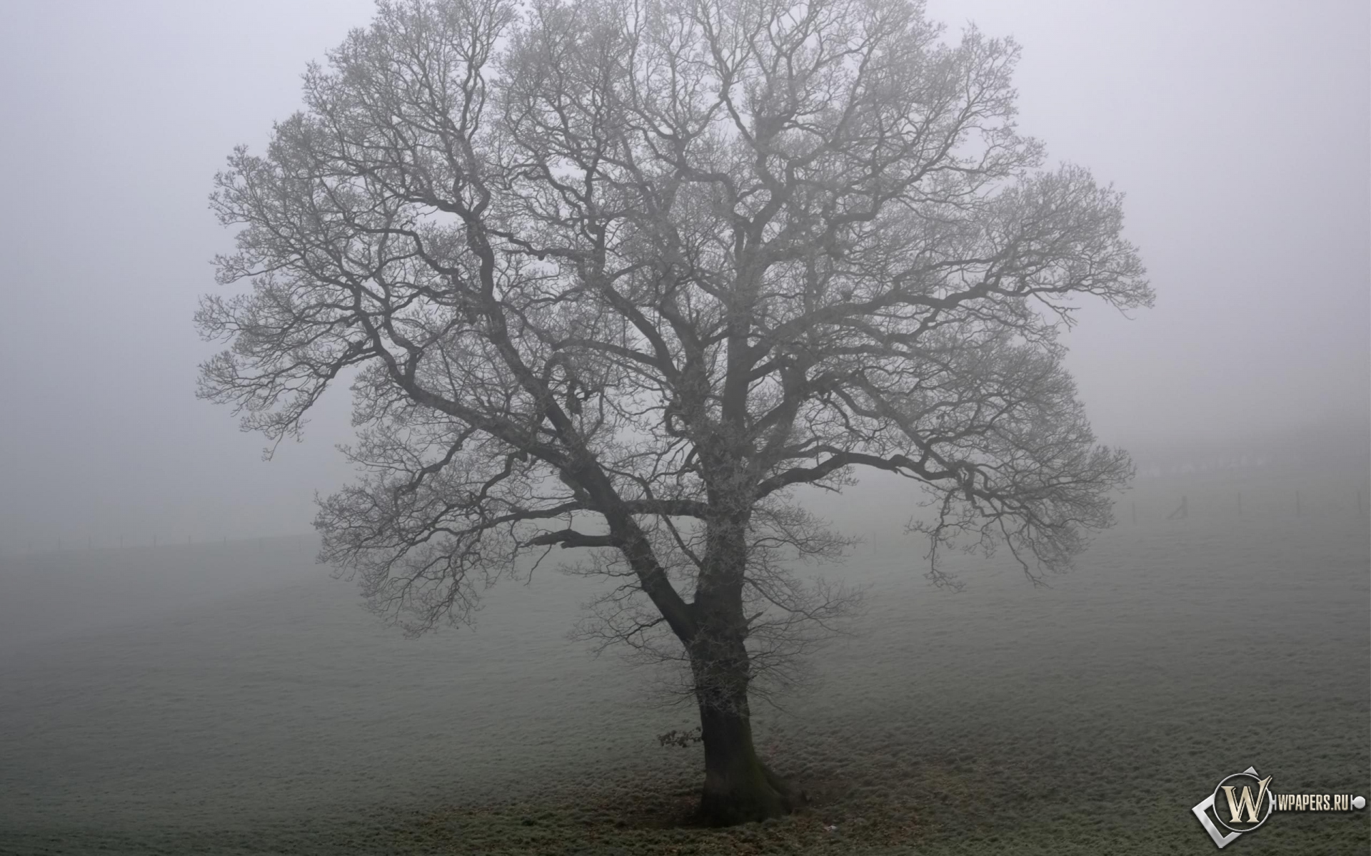 Дерево в тумане 1920x1200