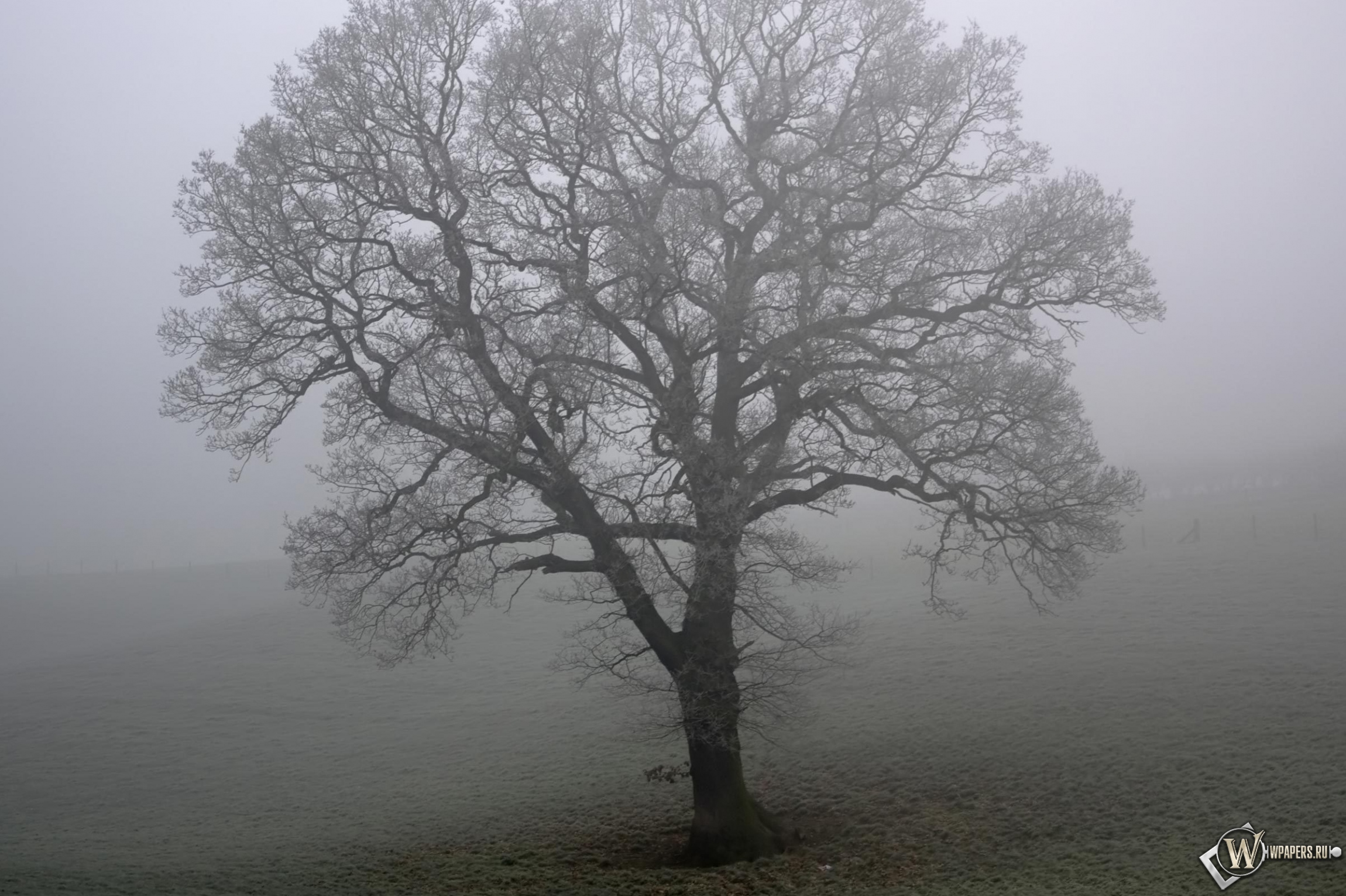 Дерево в тумане 2300x1530