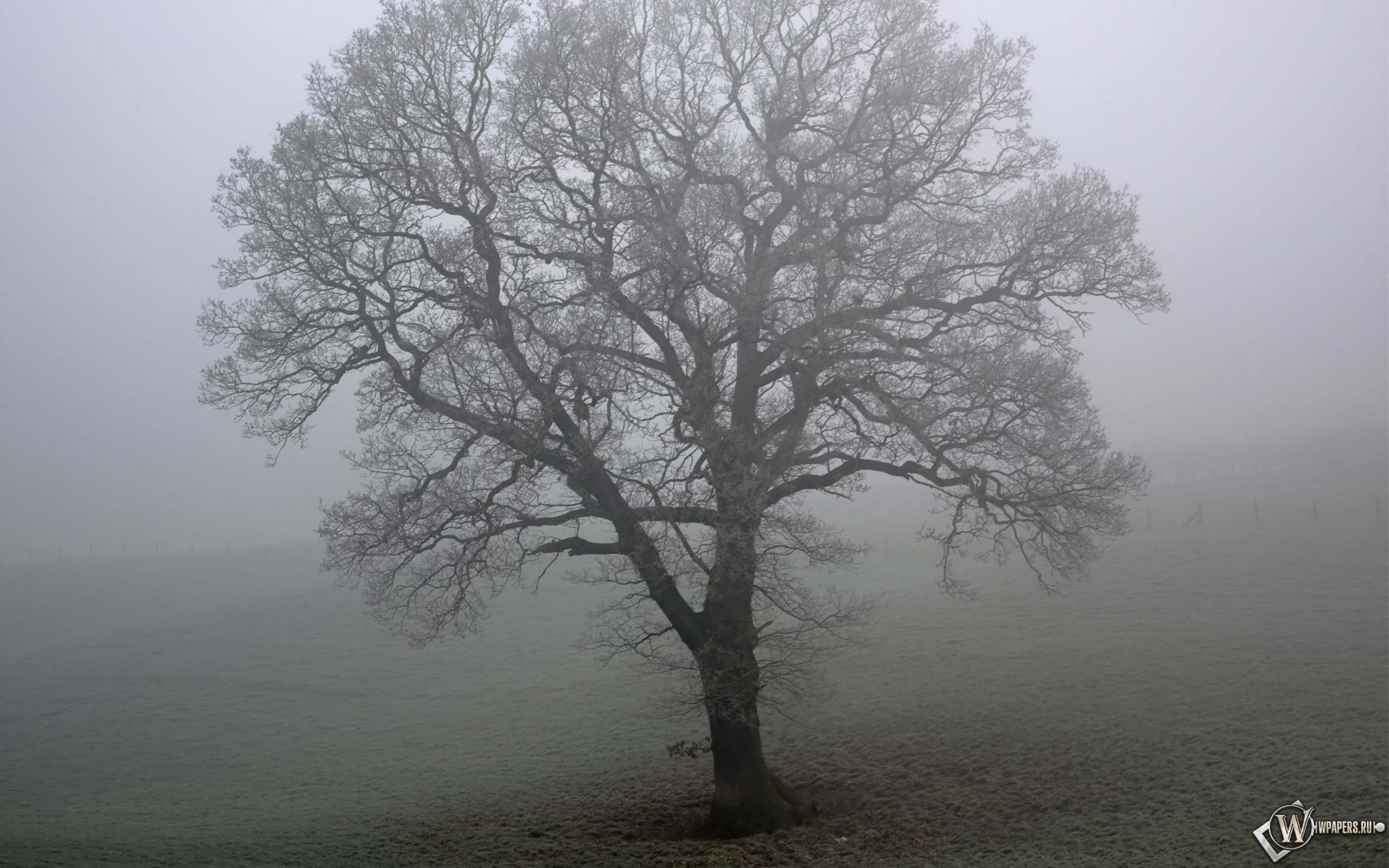 Дерево в тумане 2560x1600