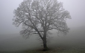 Обои Дерево в тумане: Туман, Поле, Дерево, Деревья