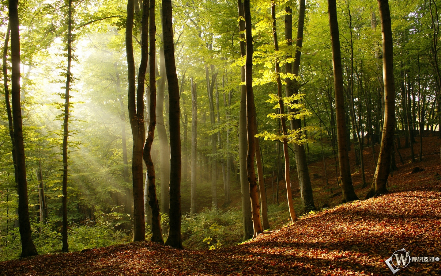 Лучи солнца в лесу 1440x900