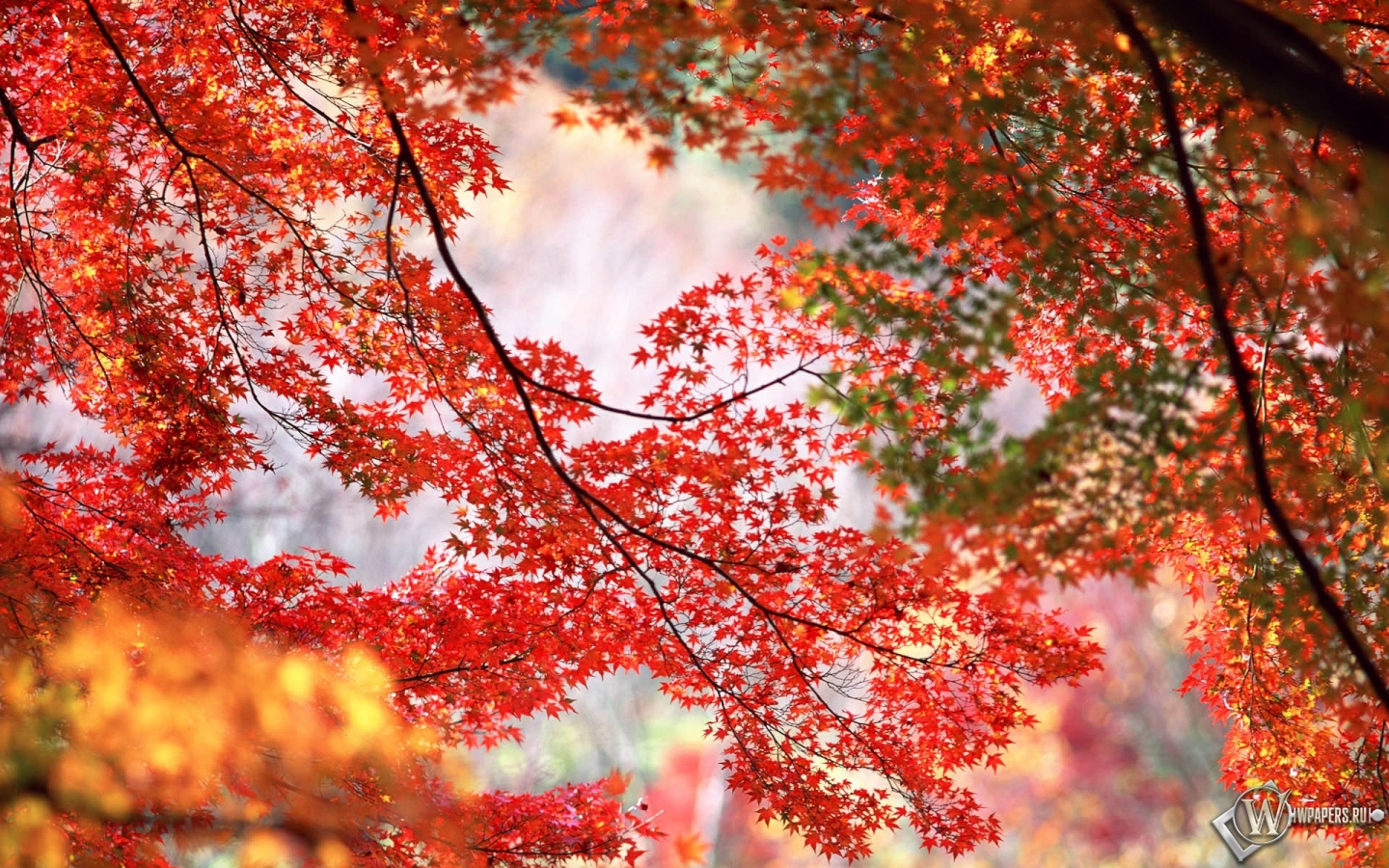 Кленовые листья 1440x900