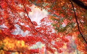Обои Кленовые листья: Деревья, Осень, Клён, Листья, Ветки, Деревья