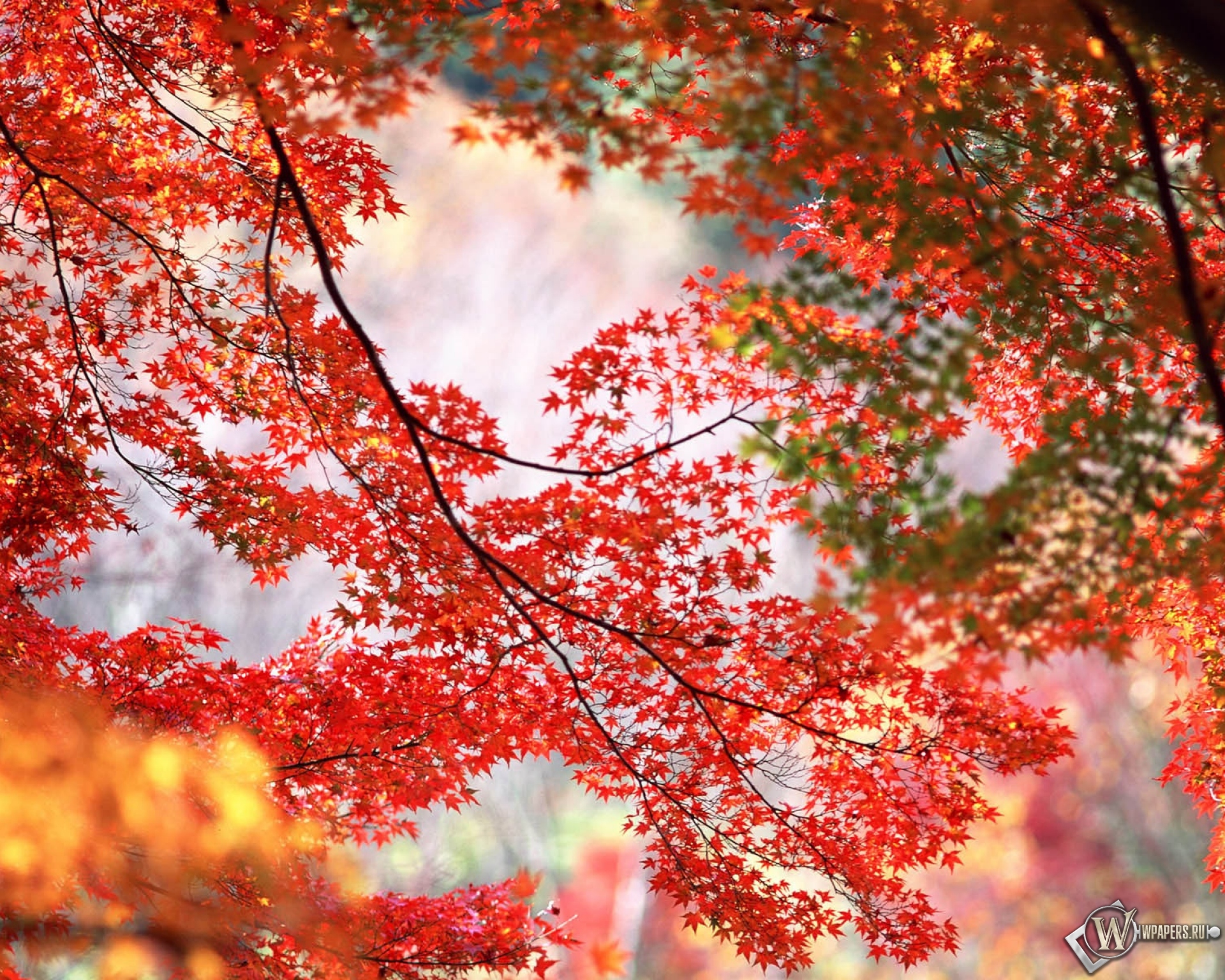 Красный золотой осень. Осень. Осенние обои. Красивая осень. Осенние картинки на рабочий стол.