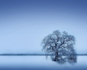 Обои Одинокое дерево: Зима, Снег, Дерево, Деревья