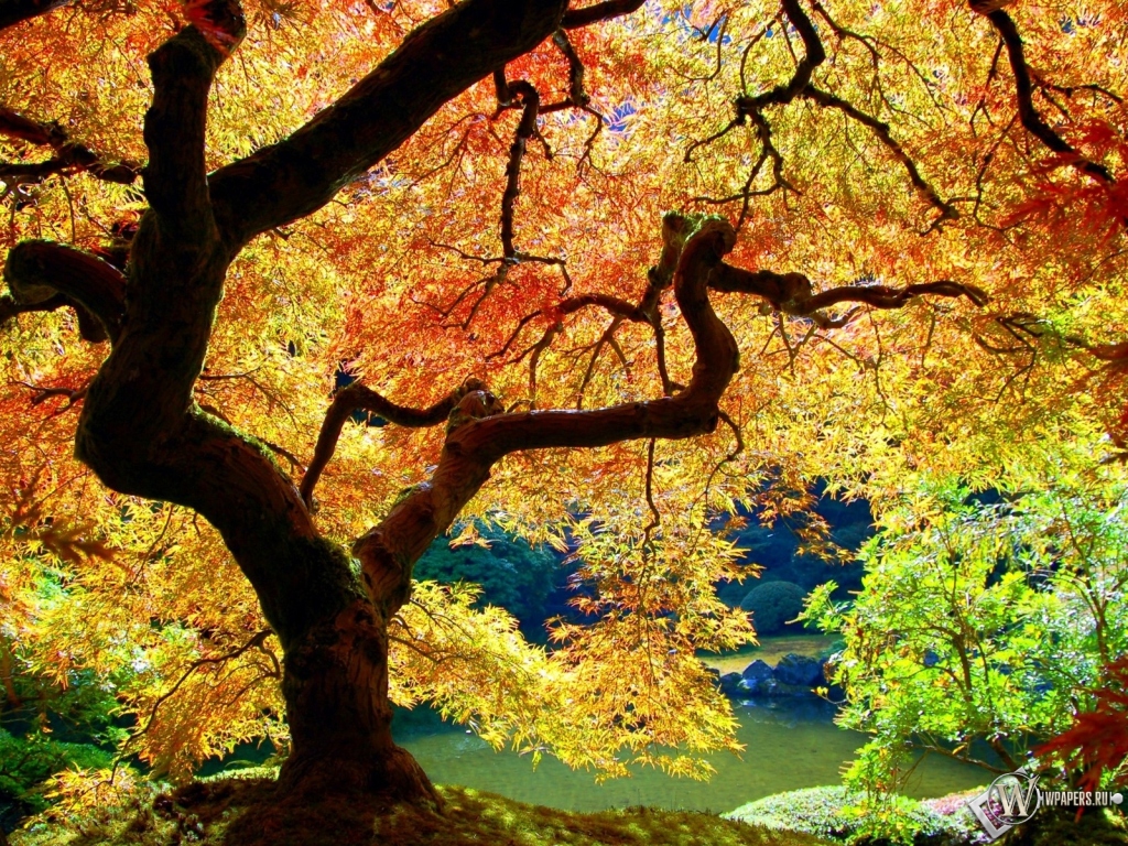 Осеннее дерево 1024x768