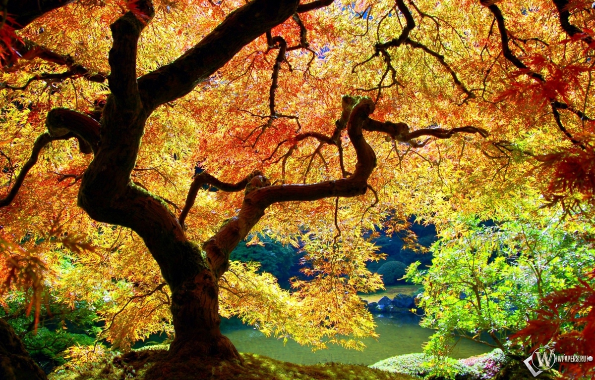 Осеннее дерево 1200x768