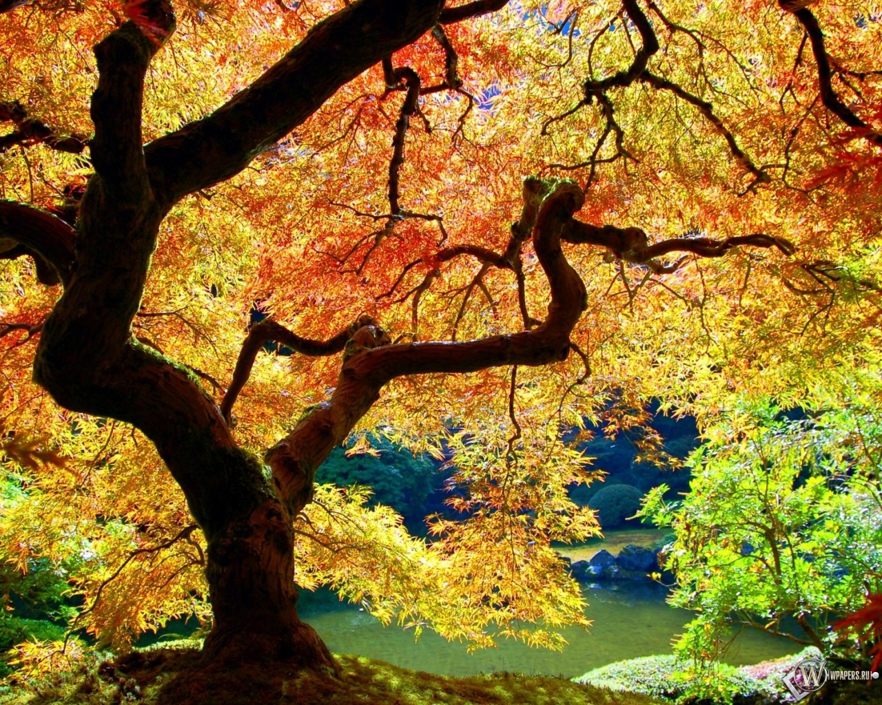 Осеннее дерево 1280x1024
