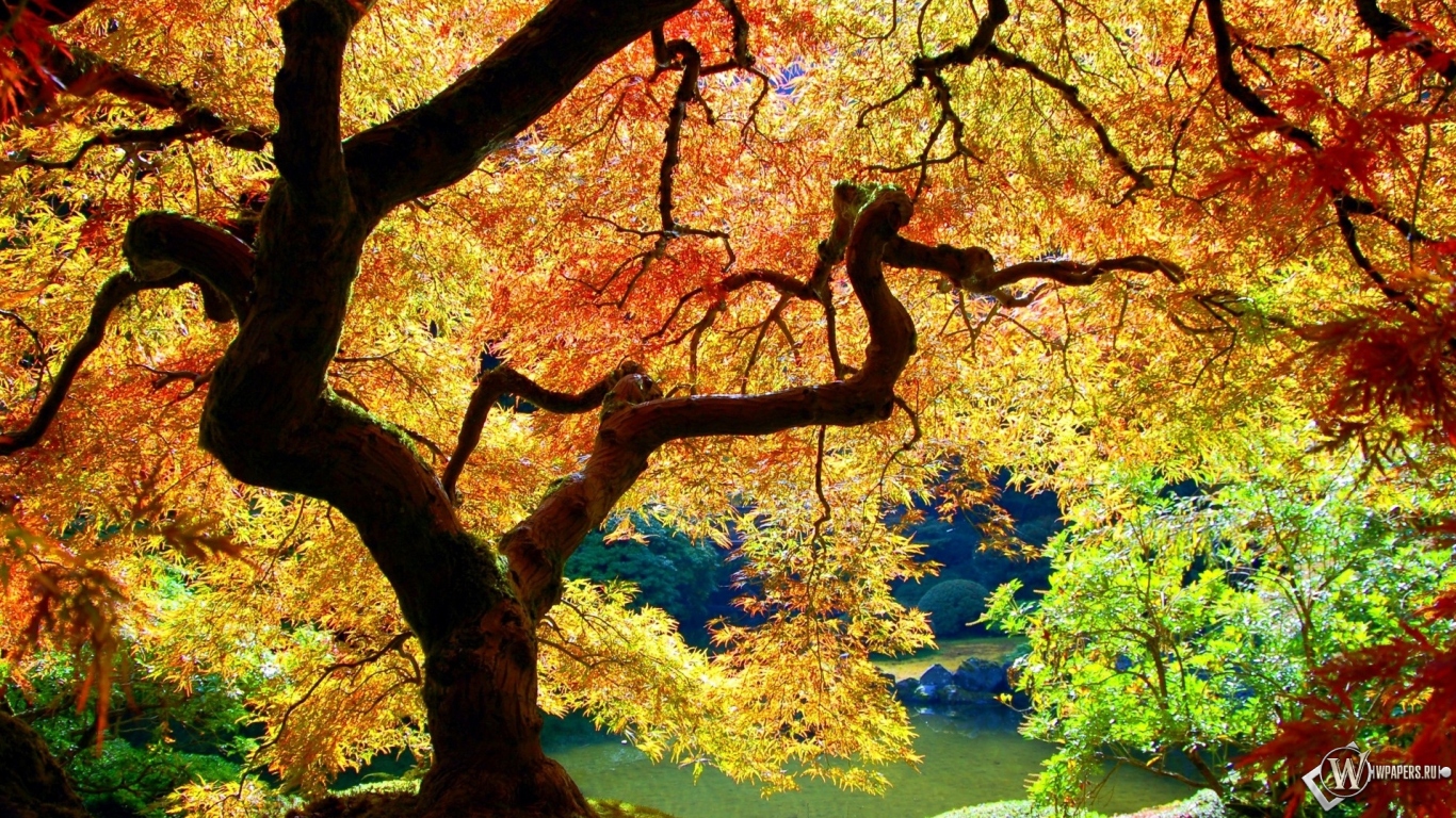 Осеннее дерево 1366x768