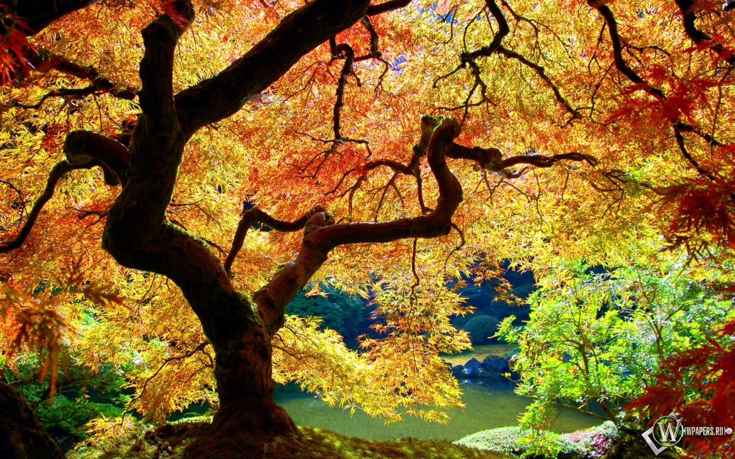 Осеннее дерево 1440x900