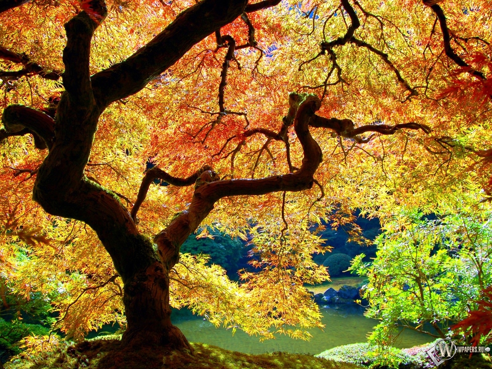 Осеннее дерево 1600x1200