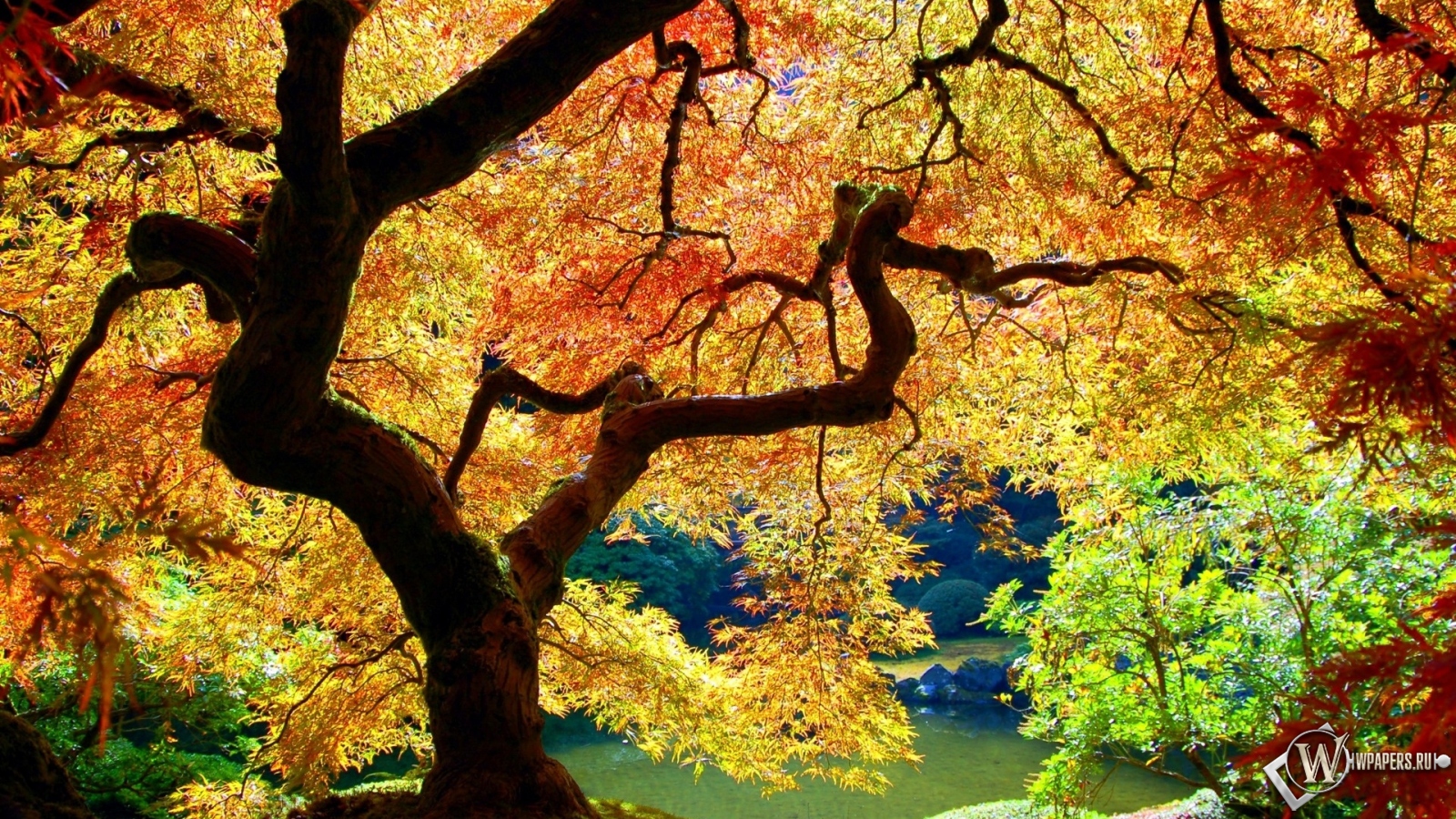 Осеннее дерево 1600x900