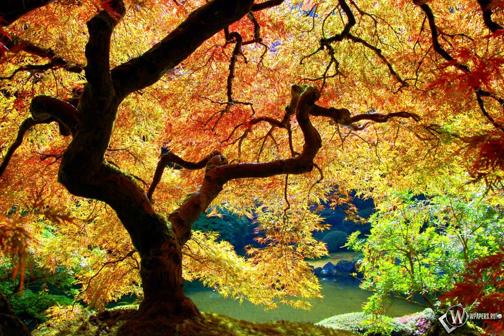 Осеннее дерево 1920x1280