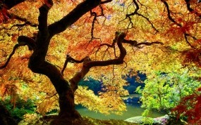 Обои Осеннее дерево: Осень, Дерево, Листья, Деревья