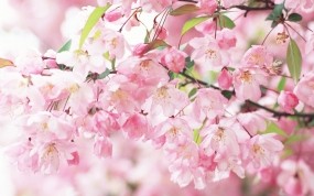 Обои Цветение сакуры: Лепестки, Весна, Цветки, Цветение, Сакура, Ветви, Деревья