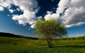 Обои Дерево на фоне облаков: Облака, Лес, Поле, Дерево, Небо, Деревья