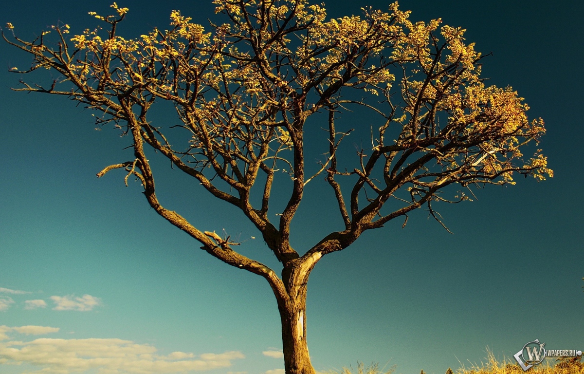 Сухое дерево в Африке 1200x768