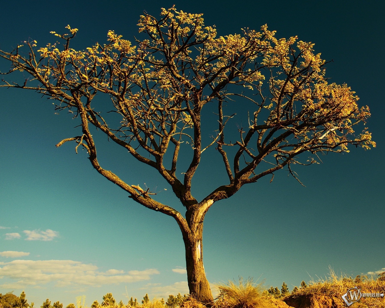 Сухое дерево в Африке 1280x1024