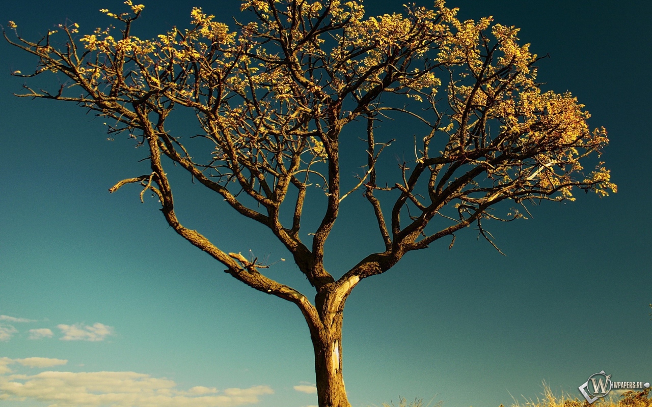 Сухое дерево в Африке 1280x800