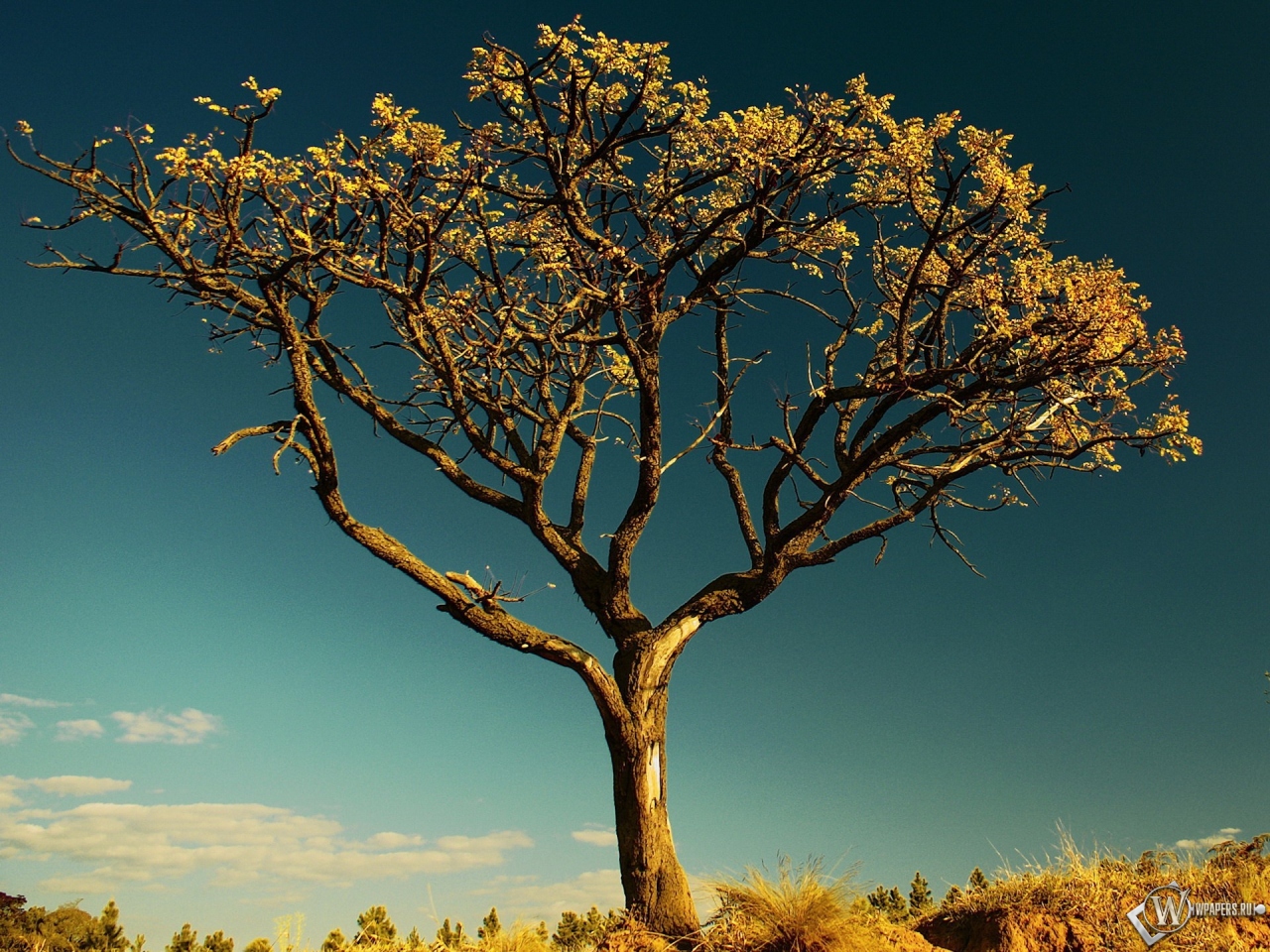 Сухое дерево в Африке 1280x960