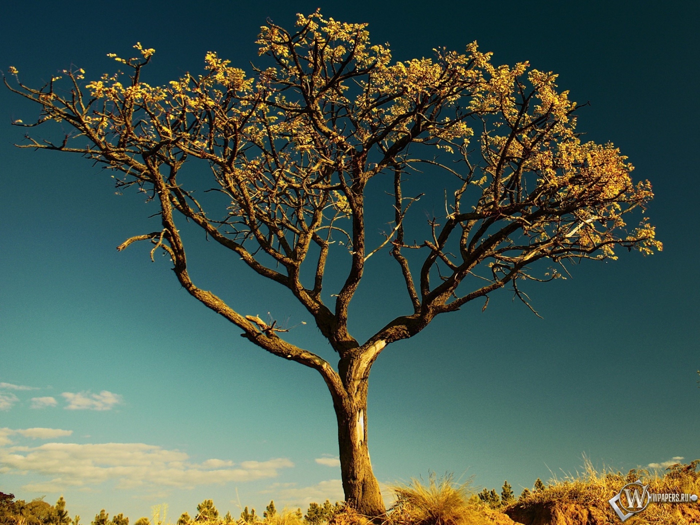 Сухое дерево в Африке 1400x1050