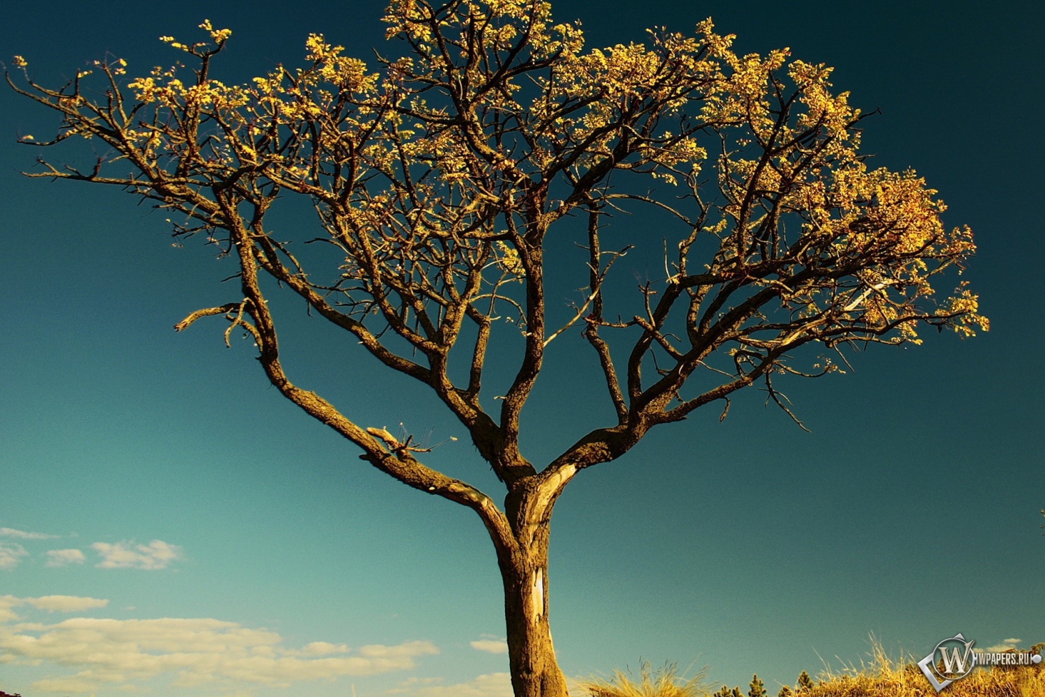Сухое дерево в Африке 1500x1000