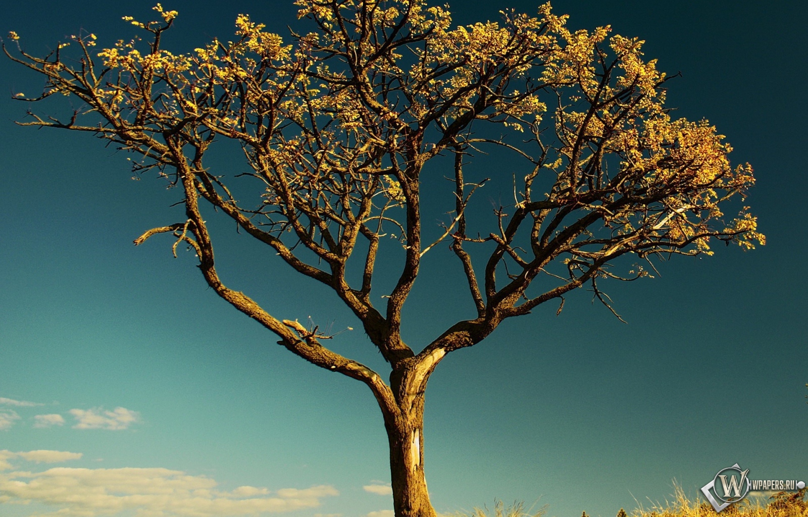 Сухое дерево в Африке 1600x1024