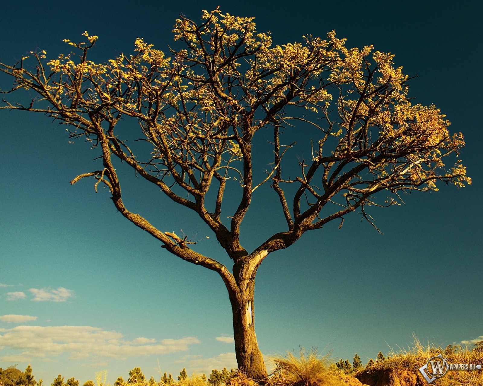 Сухое дерево в Африке 1600x1280