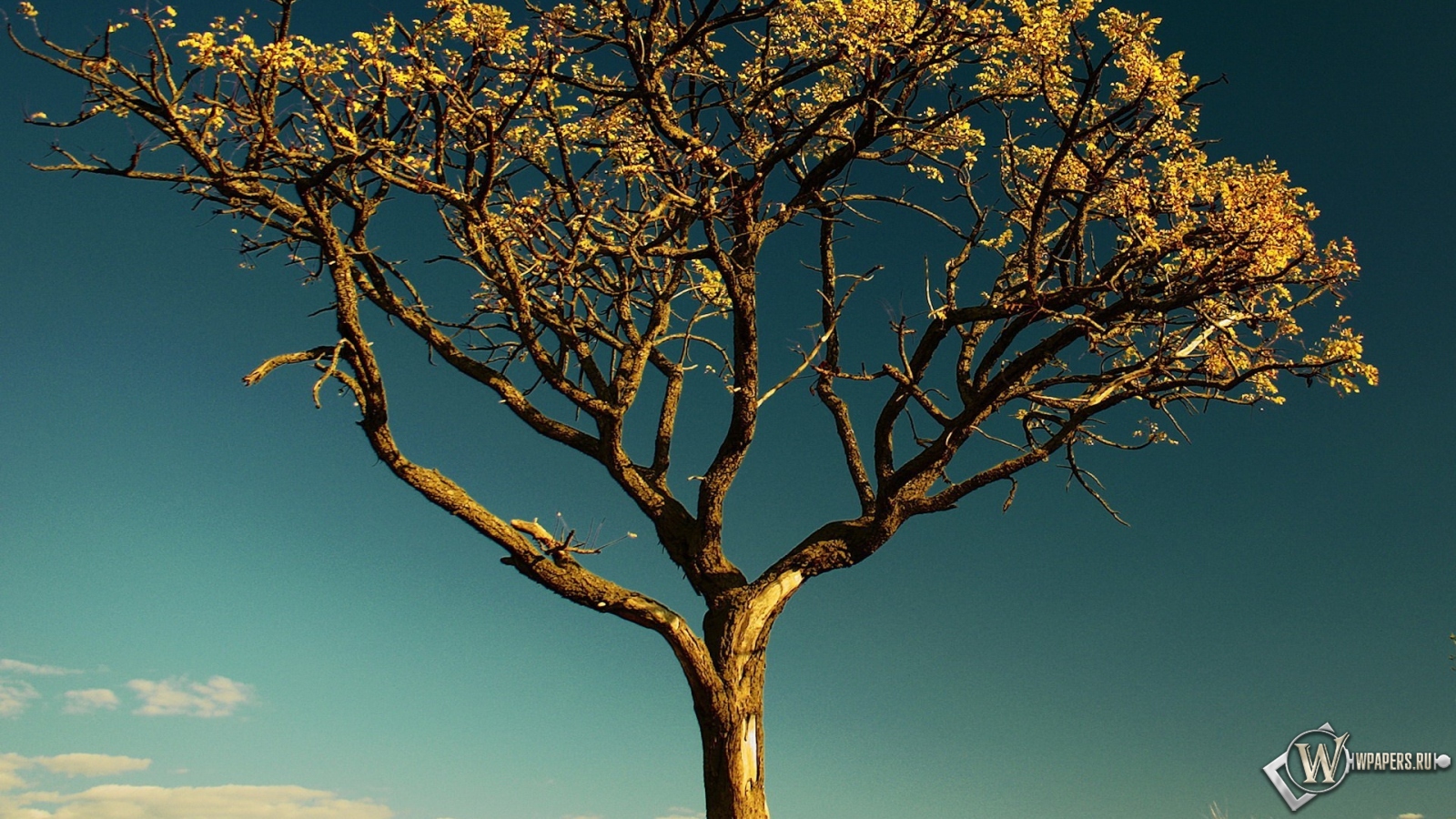 Сухое дерево в Африке 1600x900