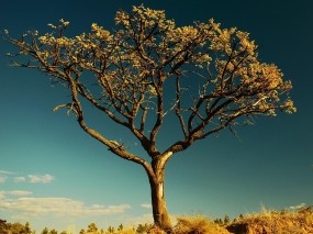 Обои Сухое дерево в Африке: Дерево, Небо, Листья, Деревья